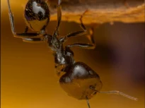 Ce s-a întâmplat cu furnicile care au primit cofeină. Experiment inedit