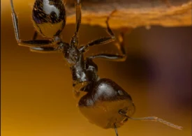 Ce s-a întâmplat cu furnicile care au primit cofeină. Experiment inedit