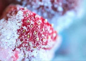 Ghid complet pentru conservarea fructelor și legumelor utilizând lăzi frigorifice