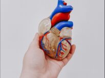 Cum am putea să ne ajutăm inima să se repare singură după infarct. Ce-au descoperit oamenii de știință