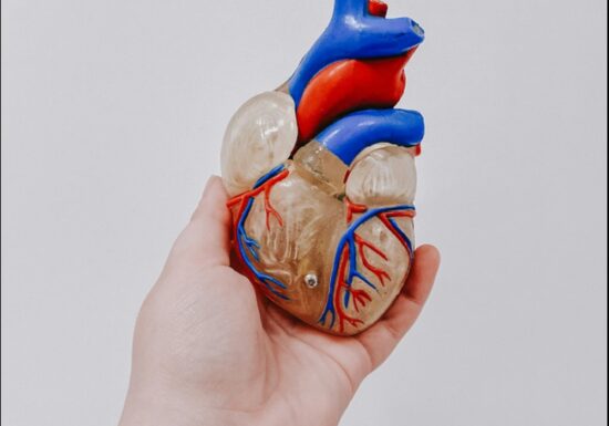 Cum am putea să ne ajutăm inima să se repare singură după infarct. Ce-au descoperit oamenii de știință