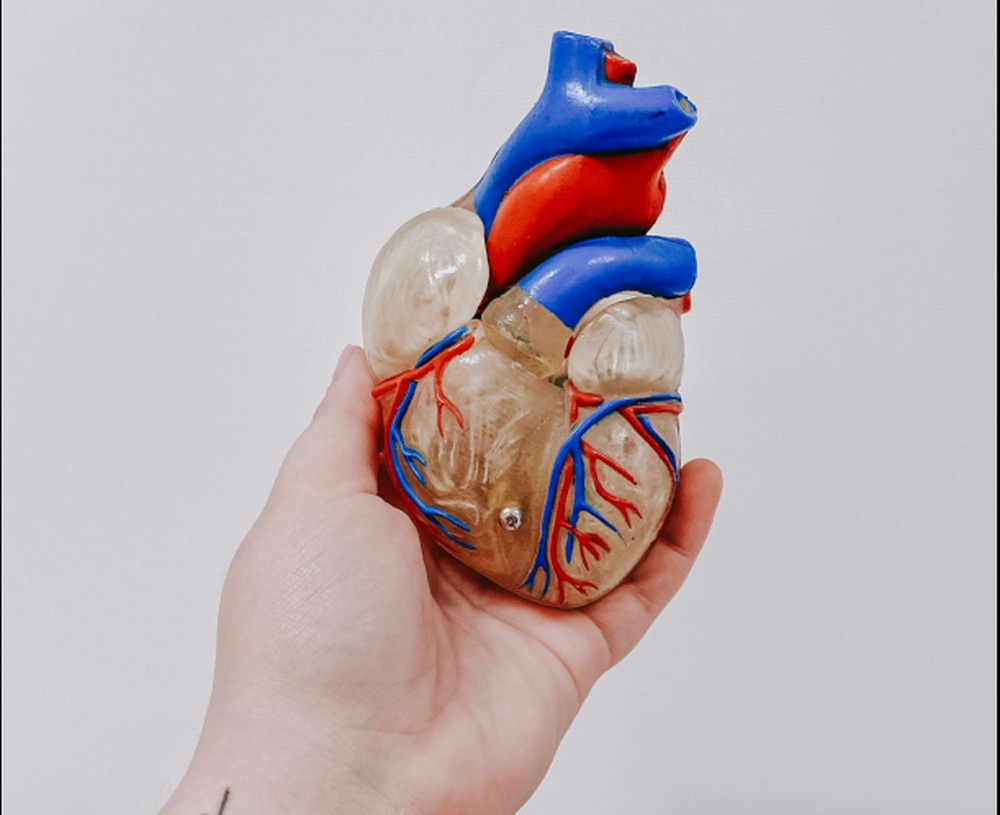 Cum am putea să ne ajutăm inima să se repare singură după infarct. Ce-au descoperit oamenii de știință