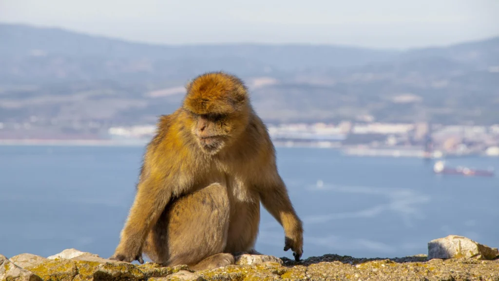 De ce mănâncă pământ maimuțele din Gibraltar? Explicația complet neașteptată