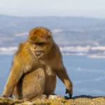De ce mănâncă pământ maimuțele din Gibraltar? Explicația complet neașteptată