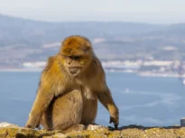 De ce mănâncă pământ maimuțele din Gibraltar? Explicația complet neașteptată