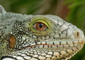 Vertebratele au avut la începuturi un singur ochi? Ce arată un studiu recent