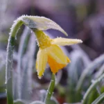 Frig neobișnuit la final de aprilie: temperaturi cu până la 12 grade sub normal, ploi și ninsori