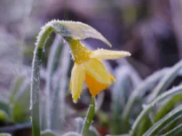 Frig neobișnuit la final de aprilie: temperaturi cu până la 12 grade sub normal, ploi și ninsori