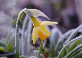 Frig neobișnuit la final de aprilie: temperaturi cu până la 12 grade sub normal, ploi și ninsori