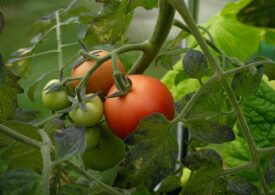 Cu cât se vând roșiile românești la poarta solariilor și cât costă în piețe înainte de Paște