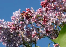 Cum va fi vremea &icirc;n luna mai. Prognoza meteo pentru următoarele patru săptăm&acirc;ni