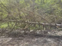 Vântul puternic a doborât copaci în mai multe zone/Intervenții ale pompierilor în Neamț și Satu Mare