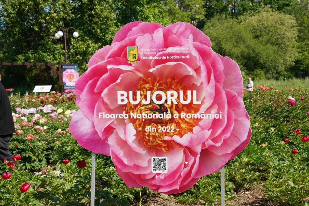 Primul soi de bujor produs în România va purta numele Madrigal