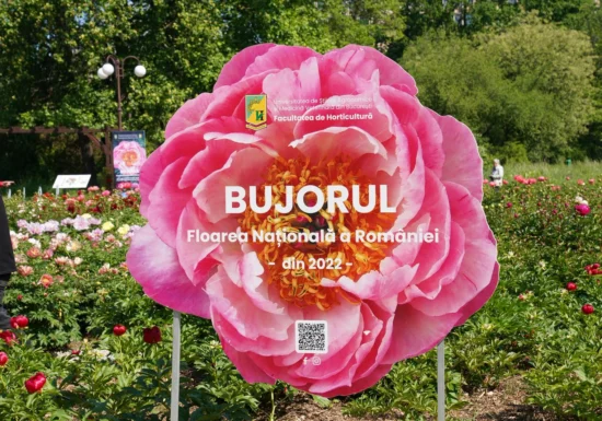 Primul soi de bujor produs în România va purta numele Madrigal