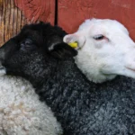AI poate să îți schimbe opiniile fără să-ți dai seama