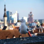 Comportament ciudat observat la animalele „de oraș”. Și păsările și rozătoarele sunt afectate