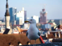 Comportament ciudat observat la animalele „de oraș”. Și păsările și rozătoarele sunt afectate