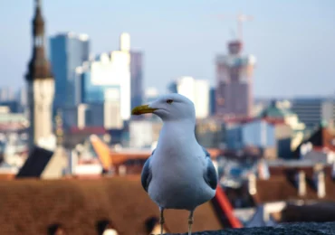Comportament ciudat observat la animalele „de oraș”. Și păsările și rozătoarele sunt afectate