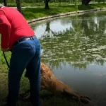 Dosar penal după ce un bărbat ar fi încercat să-și înece câinele în Parcul Tineretului. Animalul a fost preluat de ASPA