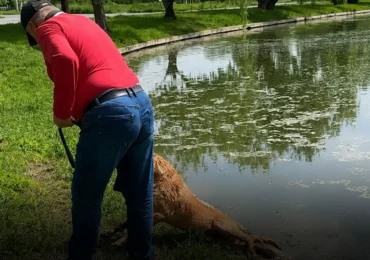 Dosar penal după ce un bărbat ar fi încercat să-și înece câinele în Parcul Tineretului. Animalul a fost preluat de ASPA