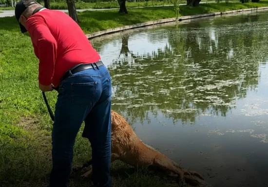 Dosar penal după ce un bărbat ar fi încercat să-și înece câinele în Parcul Tineretului. Animalul a fost preluat de ASPA