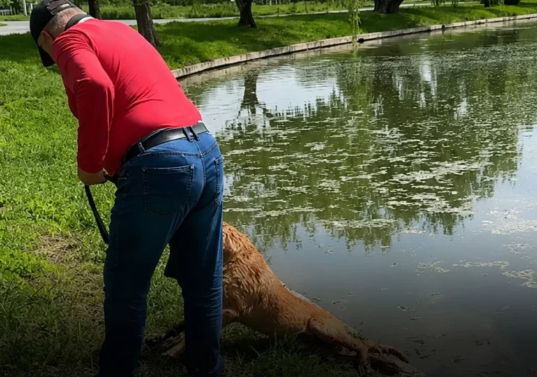 Dosar penal după ce un bărbat ar fi încercat să-și înece câinele în Parcul Tineretului. Animalul a fost preluat de ASPA