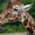 De ce au girafele limba mov închis? Ipoteze care dau de furcă cercetătorilor