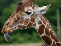 De ce au girafele limba mov închis? Ipoteze care dau de furcă cercetătorilor