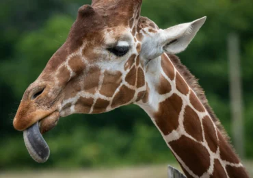De ce au girafele limba mov închis? Ipoteze care dau de furcă cercetătorilor