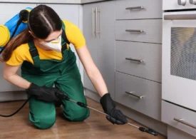 Dezinsecție gândaci de bucătărie - cum depistezi infestarea și cum te ajută serviciile profesionale să scapi definitiv de ei