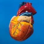 Bătăile inimii ne protejează de cancer! Descoperirea care ar putea schimba modul în care e atacată boala