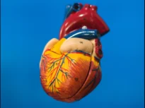 Bătăile inimii ne protejează de cancer! Descoperirea care ar putea schimba modul în care e atacată boala
