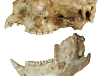 O specie necunoscută de koala, descoperită în Australia. Animalul a dispărut relativ recent