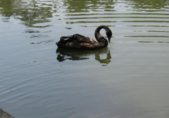 Câte lebede negre sunt în Marea Neagră