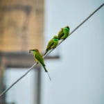 Studiu cu rezultat neașteptat: Păsările se tem mai mult de femei decât de bărbați!