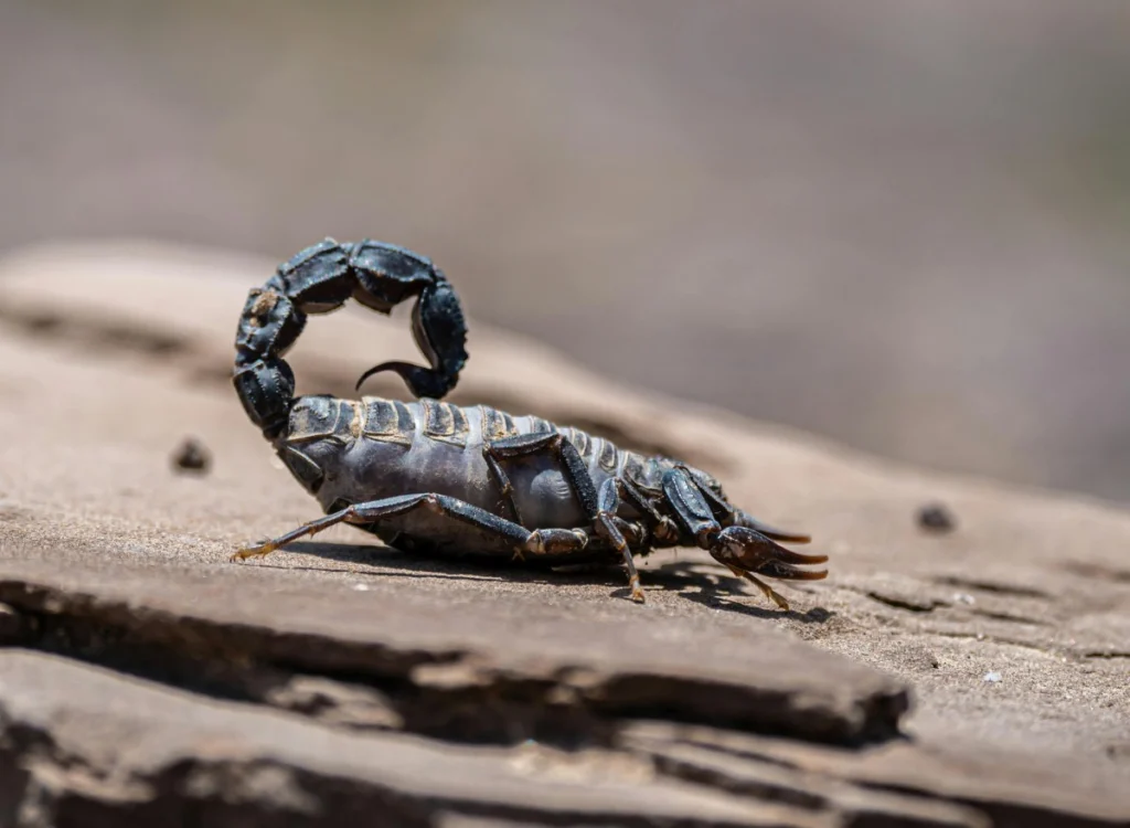 Metalul, secretul din cleștii și acele scorpionilor? Ce-au descoperit oamenii de știință