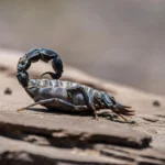 Metalul, secretul din cleștii și acele scorpionilor? Ce-au descoperit oamenii de știință