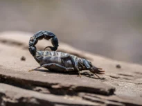 Metalul, secretul din cleștii și acele scorpionilor? Ce-au descoperit oamenii de știință