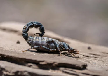 Metalul, secretul din cleștii și acele scorpionilor? Ce-au descoperit oamenii de știință