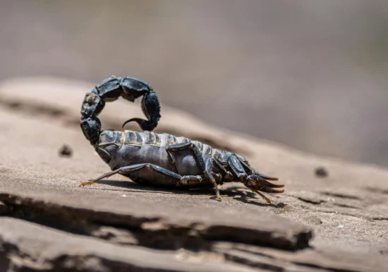 Metalul, secretul din cleștii și acele scorpionilor? Ce-au descoperit oamenii de știință