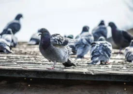 Te-ai săturat de porumbei și mizerie? Iată cum poți scapa de păsări fără să le faci rău