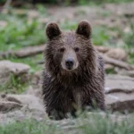Președintele Poloniei a adoptat un urs de la sanctuarul din Zărnești