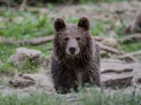 Președintele Poloniei a adoptat un urs de la sanctuarul din Zărnești