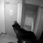 Un urs a intrat într-un hotel din Poiana Brașov. Angajații spun că au sunat la 112, dar li s-ar fi transmis că „nu este o urgență” (Video)