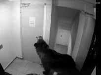 Un urs a intrat într-un hotel din Poiana Brașov. Angajații spun că au sunat la 112, dar li s-ar fi transmis că „nu este o urgență” (Video)