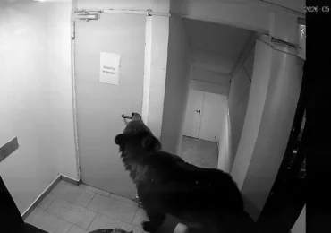 Un urs a intrat într-un hotel din Poiana Brașov. Angajații spun că au sunat la 112, dar li s-ar fi transmis că „nu este o urgență” (Video)