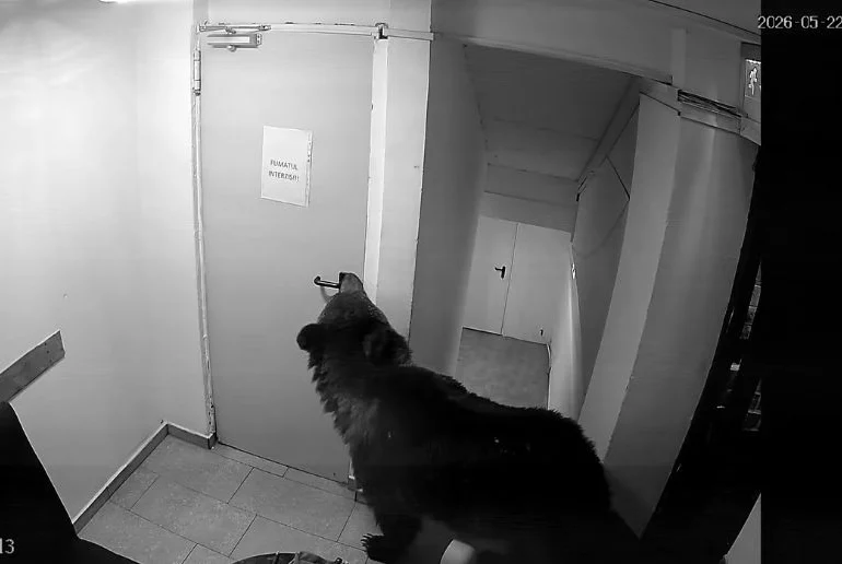 Un urs a intrat într-un hotel din Poiana Brașov. Angajații spun că au sunat la 112, dar li s-ar fi transmis că „nu este o urgență” (Video)