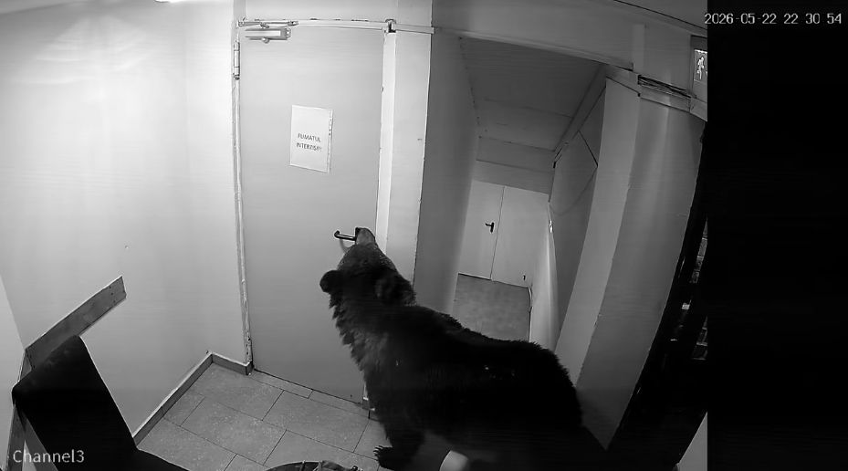 Un urs a intrat într-un hotel din Poiana Brașov. Angajații spun că au sunat la 112, dar li s-ar fi transmis că „nu este o urgență” (Video)