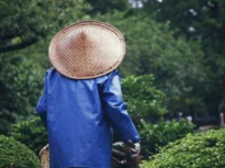 Organismul oamenilor dintr-o populație din Asia a dezvoltat o abilitate pe care restul oamenilor nu o au