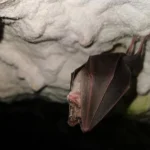 UE vrea să descifreze limbajul animalelor și ascultă pădurile cu AI
